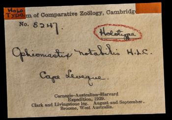 Media type: image;   Invertebrate Zoology OPH-5247 Description: Labels for this specimen included in the specimen tray.;  Aspect: labels